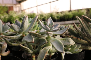 Mid-Iowa Cactus & Succulent Display and Sale