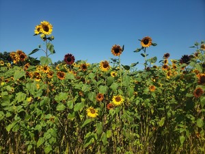 Sunflowers at Sunset Dinner with James Beard-nominated chef Greg Collier