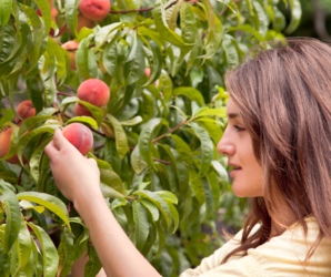Chin Drippin' Peach Pickin' Experience