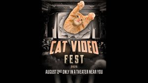 CatVideoFest 2025