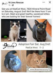 Cat and Kitten Adoption Fair