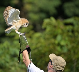 Audubon Raptor Weekend