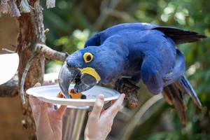 Zookeeper Kitchen (3rd-5th grades)