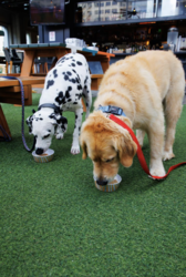 National Dog Day at Upstairs at Caroline