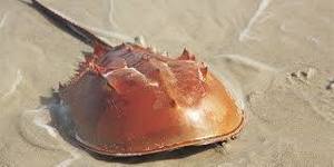 Horseshoe Crabs: Living Fossils at the Beach