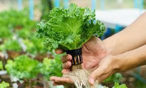 Introduction to Hydroponics