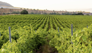 Jazz Festival at Wente Family Vineyards