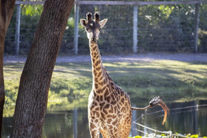 Photography Session - Macro at Brevard Zoo