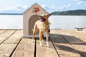 Pet Adoption Event at Hyatt Regency Lake Washington