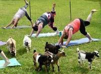Goat Yoga Fundraiser (Benefiting American Foundation for Suicide Prevention)