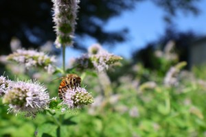 Gardening for Pollinators | Buffalo and Erie County Botanical Gardens