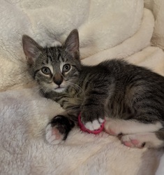 Oakland County Animal Welfare Workshop