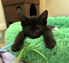 Macomb County Animal Welfare Workshop