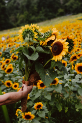 Sunflower Spectacular