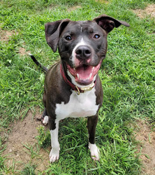 Kent County Animal Welfare Workshop