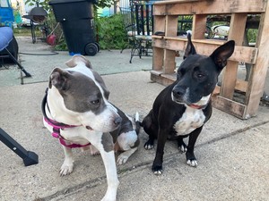 Wayne County Animal Welfare Workshop