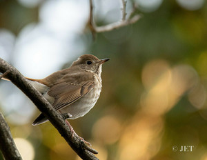 Birdwatching in the Gardens