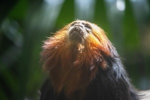 Photography Session - Sunset at Brevard Zoo