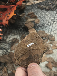 Six Foot Platform: EIKO NISHIDA | BARK TAROT