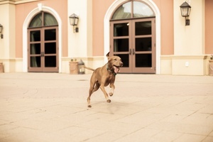 Pup Fest: Sponsored by Austin Pets Alive!