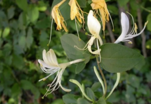 Invasive Plants Presentation