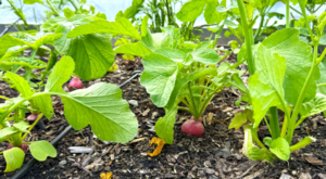 Cool Season Crop Planting Workshop