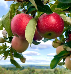 Lyman Orchards Pick Your Own- Open Daily