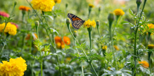 Urban Growers Collective - Herbal Wisdom Immersions