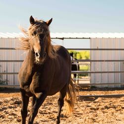 The Rodeo at Tamaya