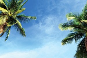 Rickenbacker Coastal Cleanup: Help Keep Our Shorelines Beautiful