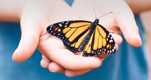 Wildlands Conservancy – Monarch Tagging & Meadow Restoration Tour