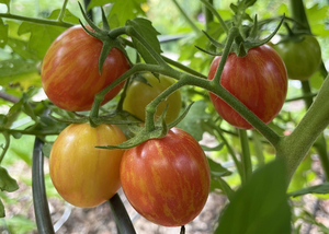Rooted Community Garden Party with Melinda Myers