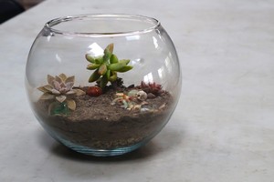 Sip and Plant: Spooky Terrariums | Buffalo and Erie County Botanical Gardens