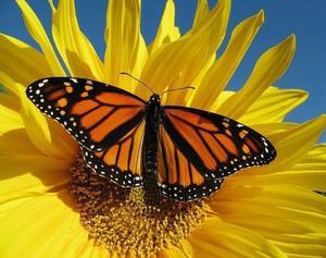 Monarch Tagging with Master Gardeners at Saucon Valley Rail Trail