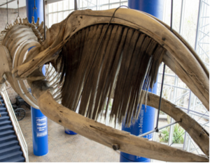 Fossil Friday with Curator of Natural History Matthew Gibson