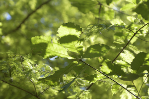 USC Arboretum Monthly Open House