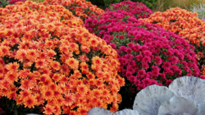 Fall Mum & Bulb Sale
