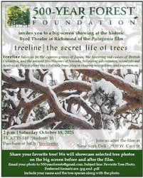 treeline | the secret life of trees