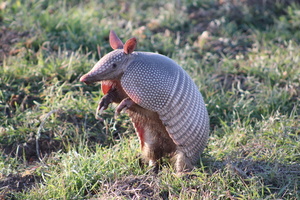 The World of Mammals: The 'Oddballs'