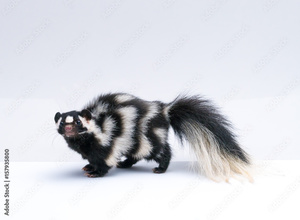 Seeing Stripes: Sky Island Skunks