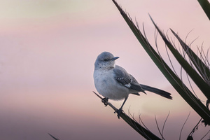 Adventures in Birding: Review of the 2025 North American Checklist Update