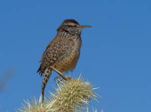 Birding 101: Birding for all Ages and Abilities