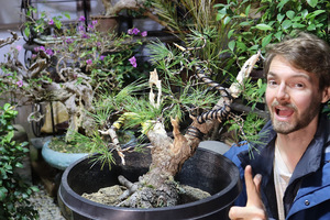 Growing Bonsai From Seed Workshop