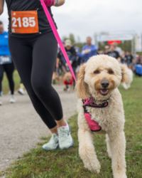 Dog-Friendly 5K - Columbus Humane's Defend Your Friend