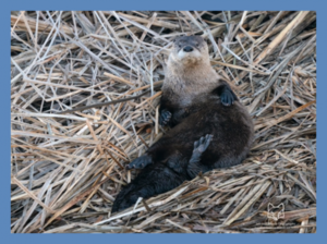 Protecting Our Waterways, Otter by Otter