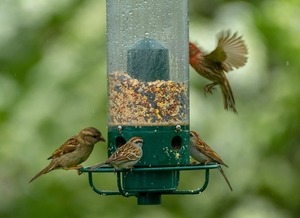 Bird Seed Sale Fundraiser-Kettle Creek Environmental Education Center