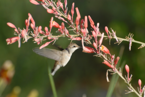 Birdwatching 101: A Beginner’s Guide