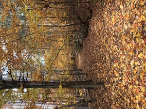 Fall Foliage Hike