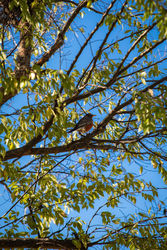 Bird Walk for Beginners