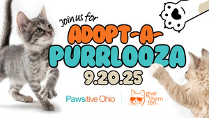 Adopt-a-Purrlooza
